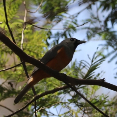 Monarcha melanopsis (Black-faced Monarch) at Urunga, NSW - 2 Nov 2023 by Rixon