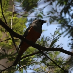 Monarcha melanopsis at Urunga, NSW - 2 Nov 2023