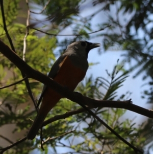 Monarcha melanopsis at Urunga, NSW - 2 Nov 2023