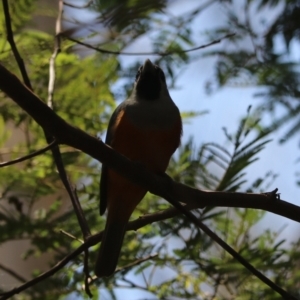 Monarcha melanopsis at Urunga, NSW - 2 Nov 2023