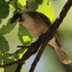 Philemon corniculatus (Noisy Friarbird) at Point Hut to Tharwa - 2 Nov 2023 by RodDeb