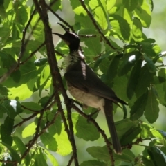 Philemon corniculatus at Tuggeranong, ACT - 2 Nov 2023