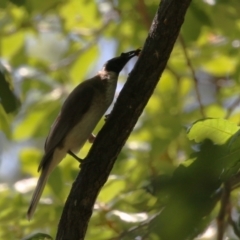 Philemon corniculatus at Tuggeranong, ACT - 2 Nov 2023 02:35 PM