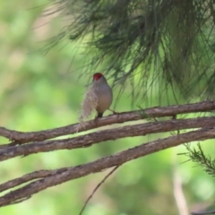 Neochmia temporalis (Red-browed Finch) at Tuggeranong, ACT - 2 Nov 2023 by RodDeb