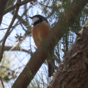 Pachycephala rufiventris at Tuggeranong, ACT - 2 Nov 2023