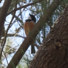 Pachycephala rufiventris at Tuggeranong, ACT - 2 Nov 2023