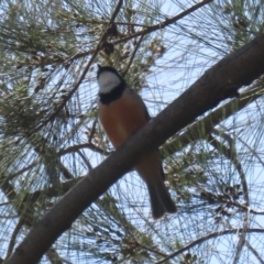 Pachycephala rufiventris at Tuggeranong, ACT - 2 Nov 2023