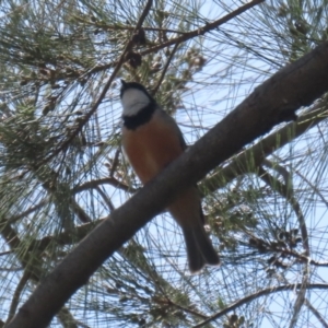 Pachycephala rufiventris at Tuggeranong, ACT - 2 Nov 2023