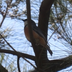 Pachycephala rufiventris at Tuggeranong, ACT - 2 Nov 2023