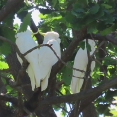 Cacatua galerita (Sulphur-crested Cockatoo) at Point Hut to Tharwa - 2 Nov 2023 by RodDeb