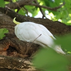 Cacatua galerita at Tuggeranong, ACT - 2 Nov 2023 02:53 PM