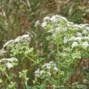 Conium maculatum at Stromlo, ACT - 1 Nov 2023