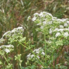 Conium maculatum (Hemlock) at Cotter Reserve - 1 Nov 2023 by Harrisi