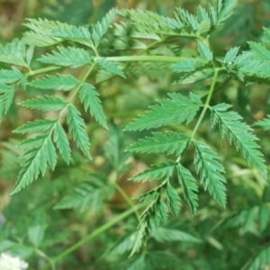 Conium maculatum at Stromlo, ACT - 1 Nov 2023