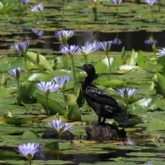 Phalacrocorax sulcirostris (Little Black Cormorant) at Urunga, NSW - 2 Nov 2023 by Rixon