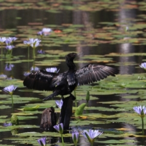 Phalacrocorax sulcirostris at Urunga, NSW - 2 Nov 2023