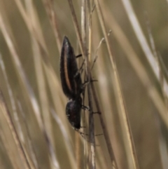 Elateridae (family) (Unidentified click beetle) at Dry Plain, NSW - 30 Sep 2023 by AndyRoo