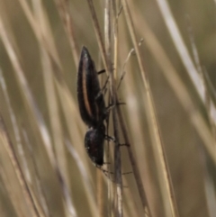 Elateridae sp. (family) (Unidentified click beetle) at Dry Plain, NSW - 30 Sep 2023 by AndyRoo