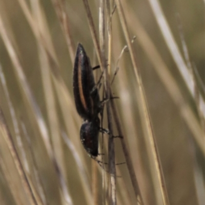 Elateridae (family) (Unidentified click beetle) at Dry Plain, NSW - 30 Sep 2023 by AndyRoo