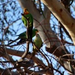 Polytelis swainsonii (Superb Parrot) at Hughes, ACT - 2 Nov 2023 by LisaH