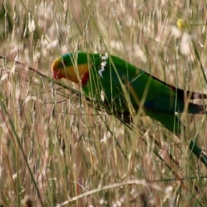 Polytelis swainsonii at Hughes, ACT - suppressed