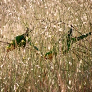 Polytelis swainsonii at Hughes, ACT - suppressed