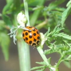Harmonia conformis (Common Spotted Ladybird) at Stromlo, ACT - 1 Nov 2023 by Harrisi