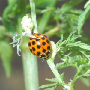 Harmonia conformis at Stromlo, ACT - 1 Nov 2023