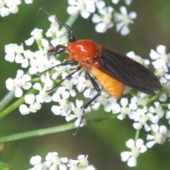 Bibio imitator (Garden maggot) at Cotter Reserve - 1 Nov 2023 by Harrisi