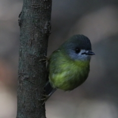 Eopsaltria capito (Pale-yellow Robin) at Dalwood, NSW - 2 Nov 2023 by Rixon