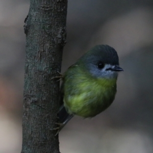 Eopsaltria capito at Dalwood, NSW - 2 Nov 2023