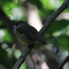 Eopsaltria capito at Dalwood, NSW - 2 Nov 2023