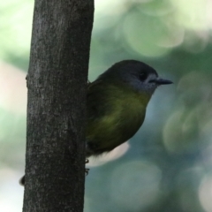 Eopsaltria capito at Dalwood, NSW - 2 Nov 2023