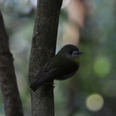 Eopsaltria capito at Dalwood, NSW - 2 Nov 2023