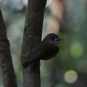 Eopsaltria capito at Dalwood, NSW - 2 Nov 2023