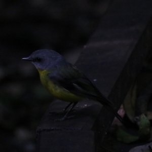 Eopsaltria australis at Dalwood, NSW - 2 Nov 2023