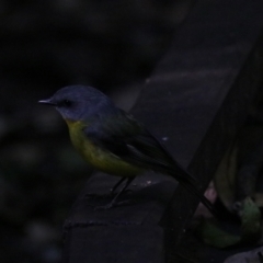 Eopsaltria australis (Eastern Yellow Robin) at Dalwood, NSW - 2 Nov 2023 by Rixon