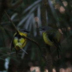 Eopsaltria australis at Dalwood, NSW - 2 Nov 2023