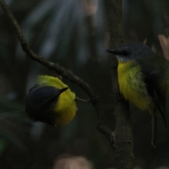 Eopsaltria australis at Dalwood, NSW - 2 Nov 2023