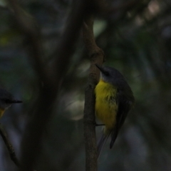 Eopsaltria australis at Dalwood, NSW - 2 Nov 2023