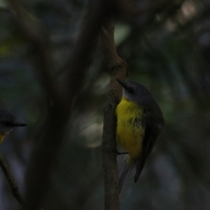 Eopsaltria australis at Dalwood, NSW - 2 Nov 2023