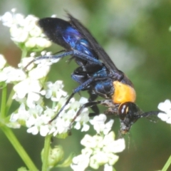 Ferreola handschini at Stromlo, ACT - 1 Nov 2023 01:30 PM