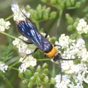 Ferreola handschini at Stromlo, ACT - 1 Nov 2023 01:30 PM