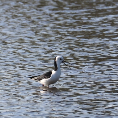 Himantopus leucocephalus (Pied Stilt) at West Ballina, NSW - 2 Nov 2023 by Rixon