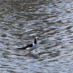 Himantopus leucocephalus at West Ballina, NSW - 2 Nov 2023 05:26 PM