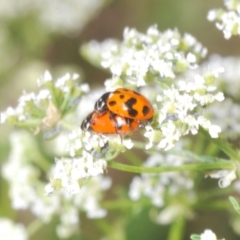 Hippodamia variegata at Stromlo, ACT - 1 Nov 2023 01:26 PM