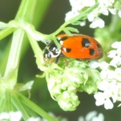 Hippodamia variegata at Stromlo, ACT - 1 Nov 2023