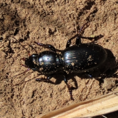 Promecoderus sp. (genus) (Predaceous ground beetle) at Top Hut TSR - 30 Sep 2023 by AndyRoo