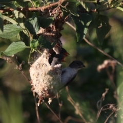 Dicaeum hirundinaceum (Mistletoebird) at West Ballina, NSW - 2 Nov 2023 by Rixon