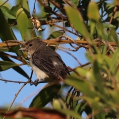 Dicaeum hirundinaceum at West Ballina, NSW - 2 Nov 2023